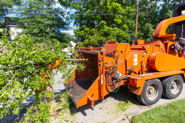 Best Tree Root Removal  in San Antonio Heights, CA